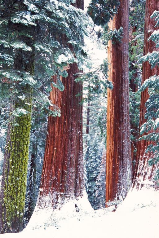 Montecito Sequoia Lodge Wilsonia Exteriér fotografie
