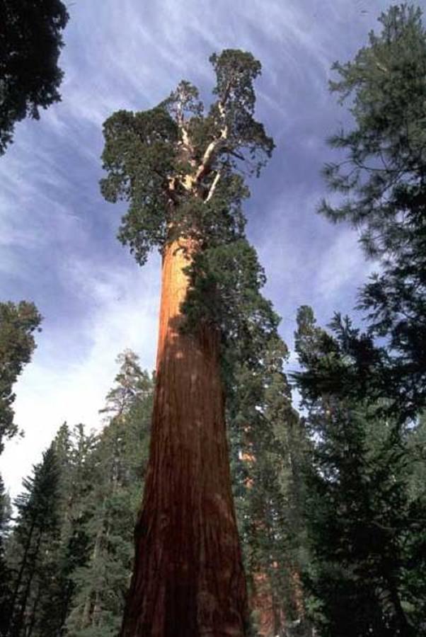 Montecito Sequoia Lodge Wilsonia Exteriér fotografie